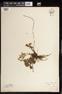 Fragaria virginiana image