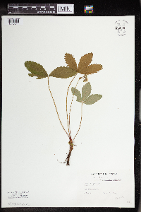 Fragaria virginiana image