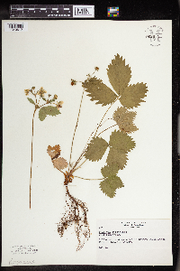 Fragaria virginiana image