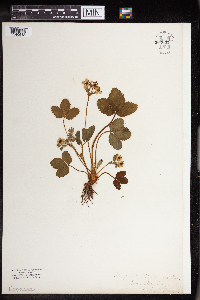 Fragaria virginiana image