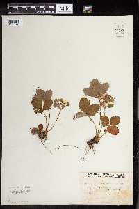 Fragaria virginiana image