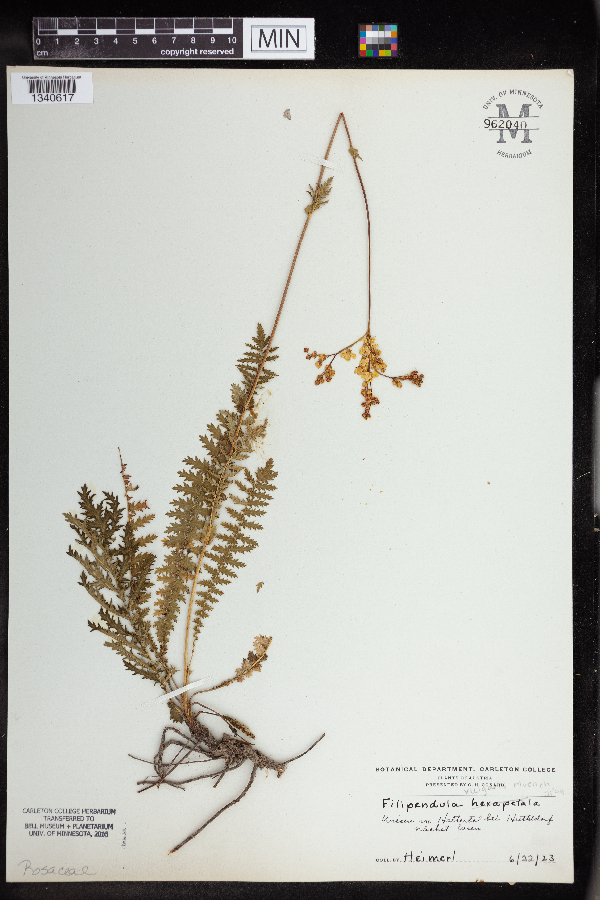Filipendula vulgaris image