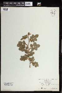 Media resource of Rosa rubiginosa
