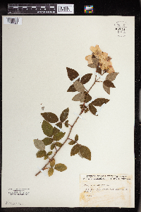 Rosa setigera image