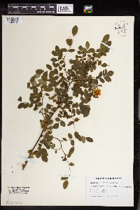 Rosa gymnocarpa image