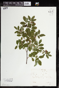 Rosa woodsii subsp. woodsii image