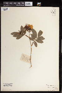 Rosa carolina image