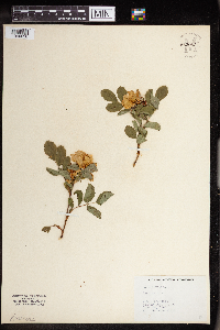 Rosa carolina image