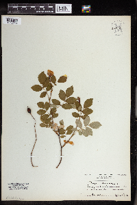Media resource of Rosa arvensis