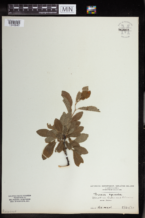 Prunus spinosa image