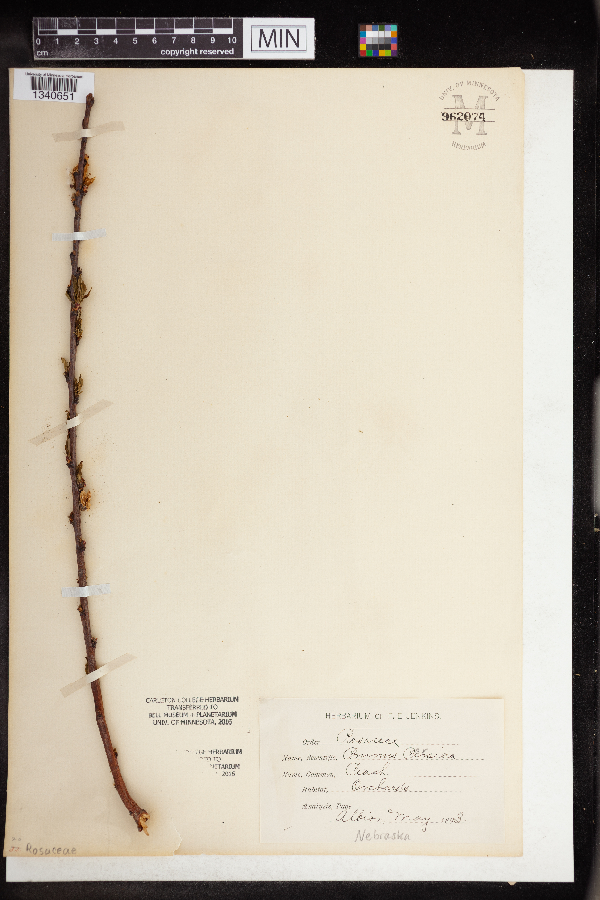 Prunus persica image