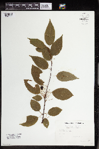 Prunus pensylvanica image