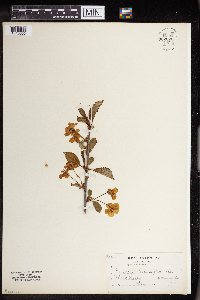 Prunus pensylvanica image