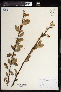 Prunus emarginata image