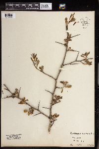 Crataegus punctata image