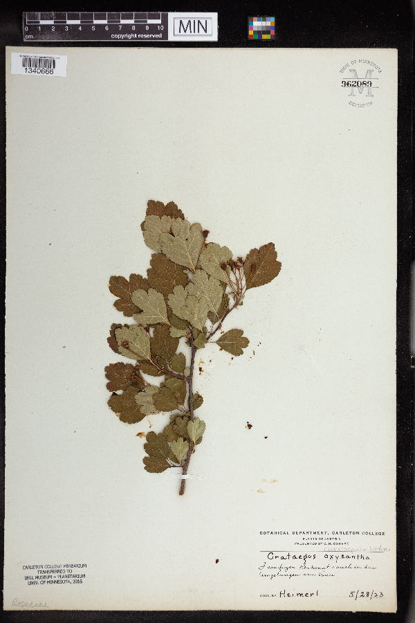 Crataegus monogyna var. monogyna image