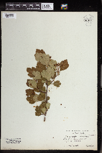Crataegus monogyna image