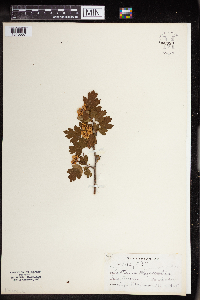 Crataegus monogyna image