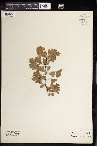 Crataegus monogyna image