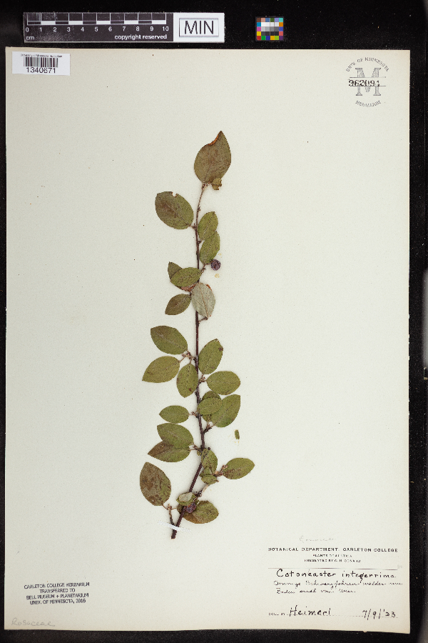 Cotoneaster integerrimus image