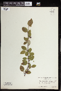 Image Associated With the Occurrence