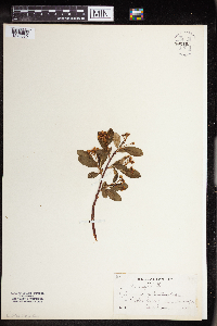 Aronia arbutifolia image