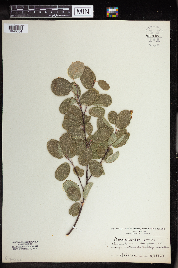 Amelanchier ovalis image