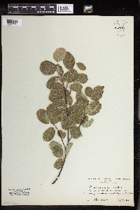Image of Amelanchier ovalis