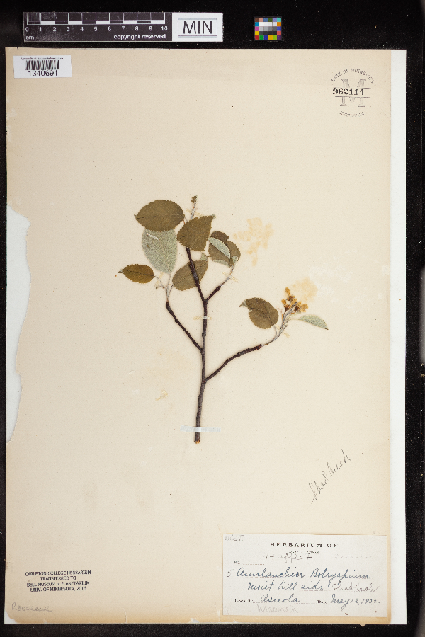 Amelanchier botryapium image