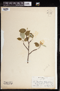 Image of Amelanchier botryapium