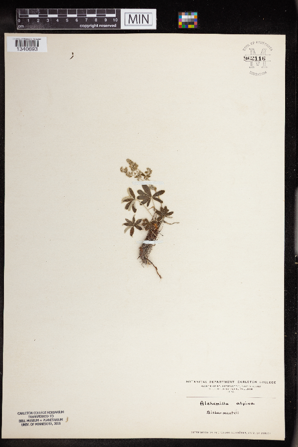 Alchemilla alpina image