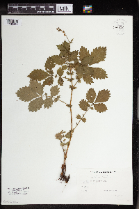Agrimonia pubescens image