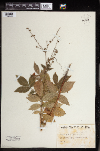Agrimonia pubescens image