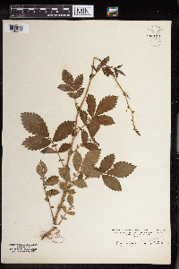 Agrimonia pubescens image