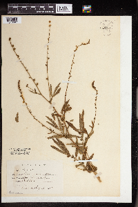 Agrimonia parviflora image
