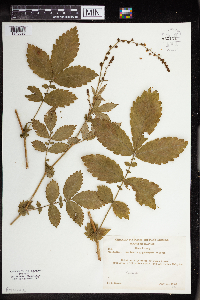 Agrimonia gryposepala image