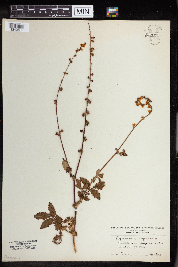 Agrimonia eupatoria image