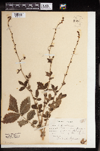 Agrimonia eupatoria image