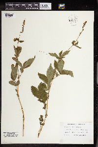 Agrimonia eupatoria image