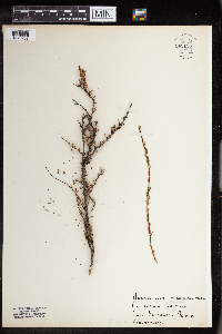 Adenostoma fasciculatum image