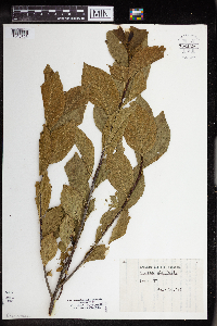 Rhamnus alnifolia image