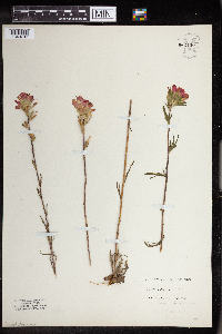 Castilleja coccinea image
