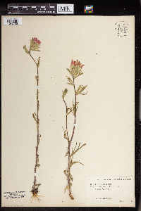 Castilleja coccinea image
