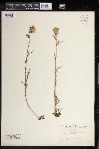Castilleja coccinea image
