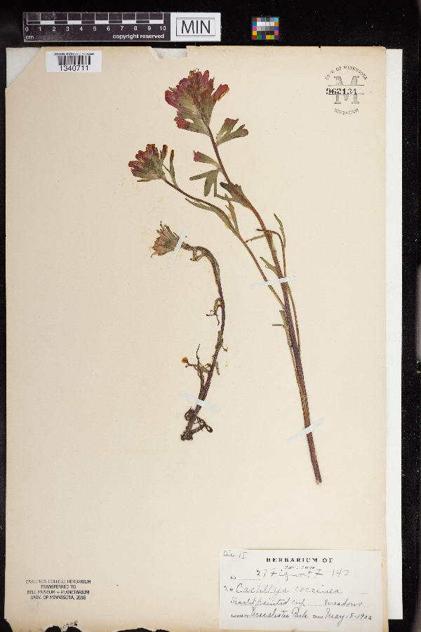 Castilleja coccinea image