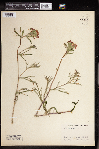Castilleja coccinea image
