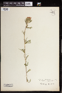 Castilleja coccinea image
