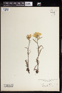Castilleja coccinea image