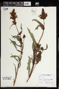 Chelone glabra image