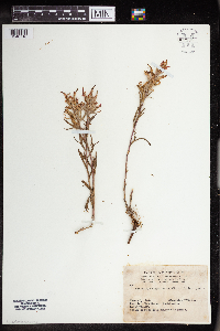 Castilleja angustifolia image